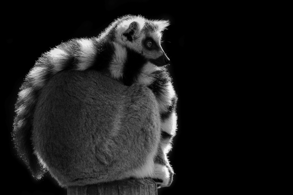 Platz 10 Josef Schafnitzel